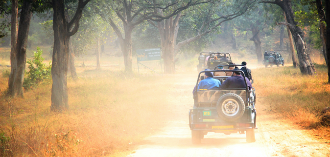 Wildlife Safari